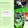 The Book of Matcha